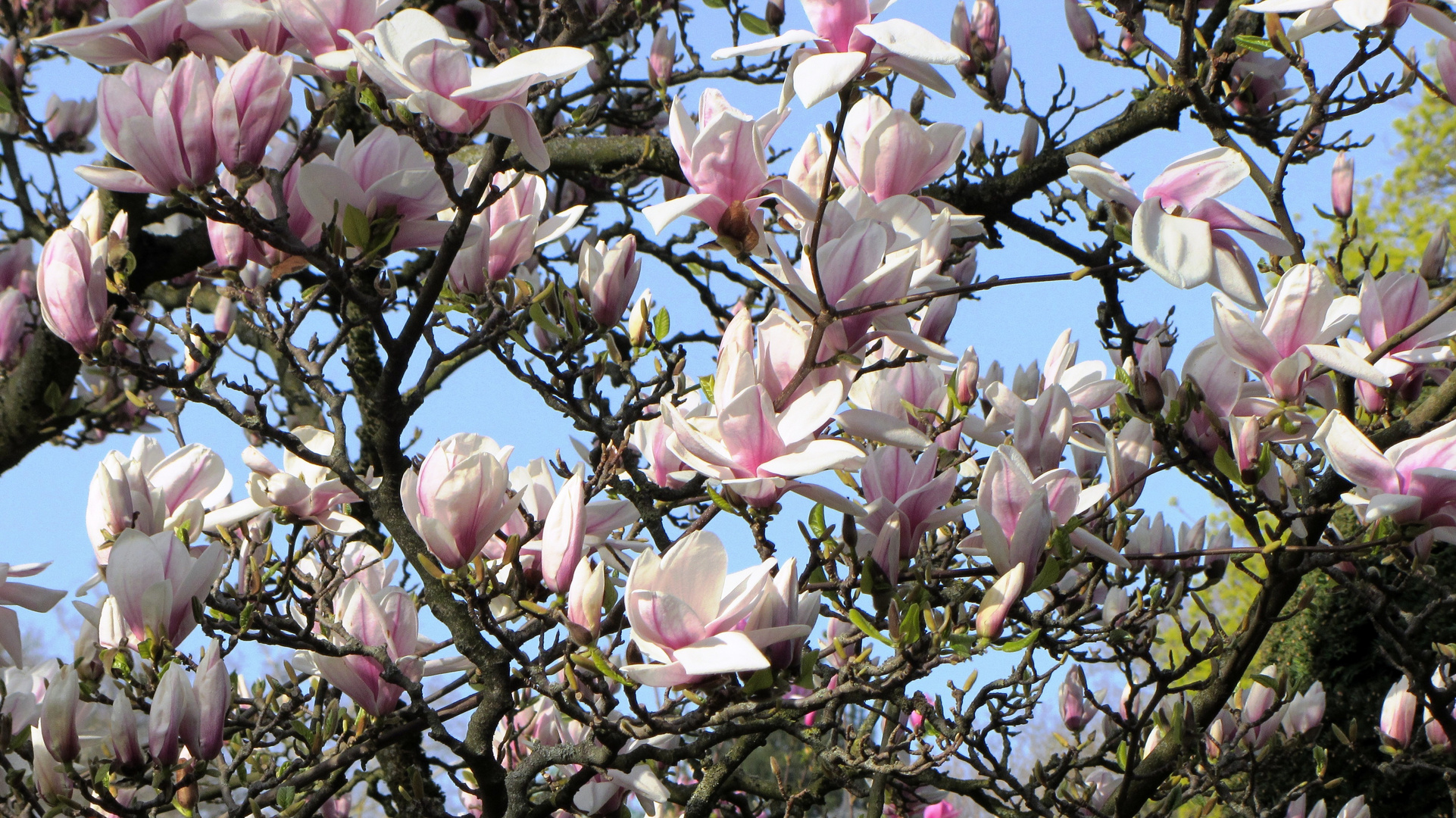 Magnolienzeit