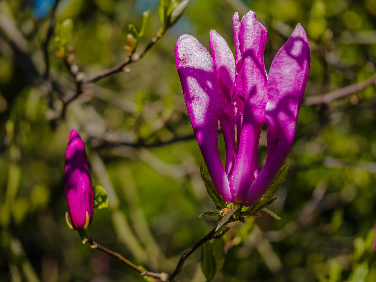 Magnolienzeit (4)