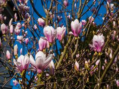 Magnolienzeit (5)