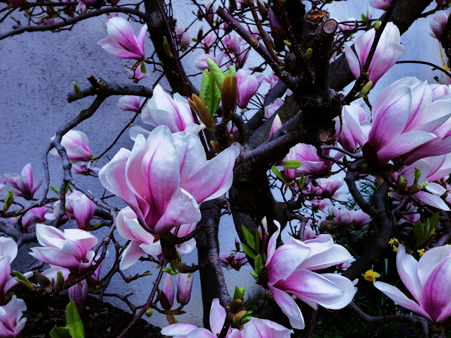 Magnolienzeit...