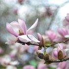 Magnolienzeit