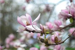 Magnolienzeit