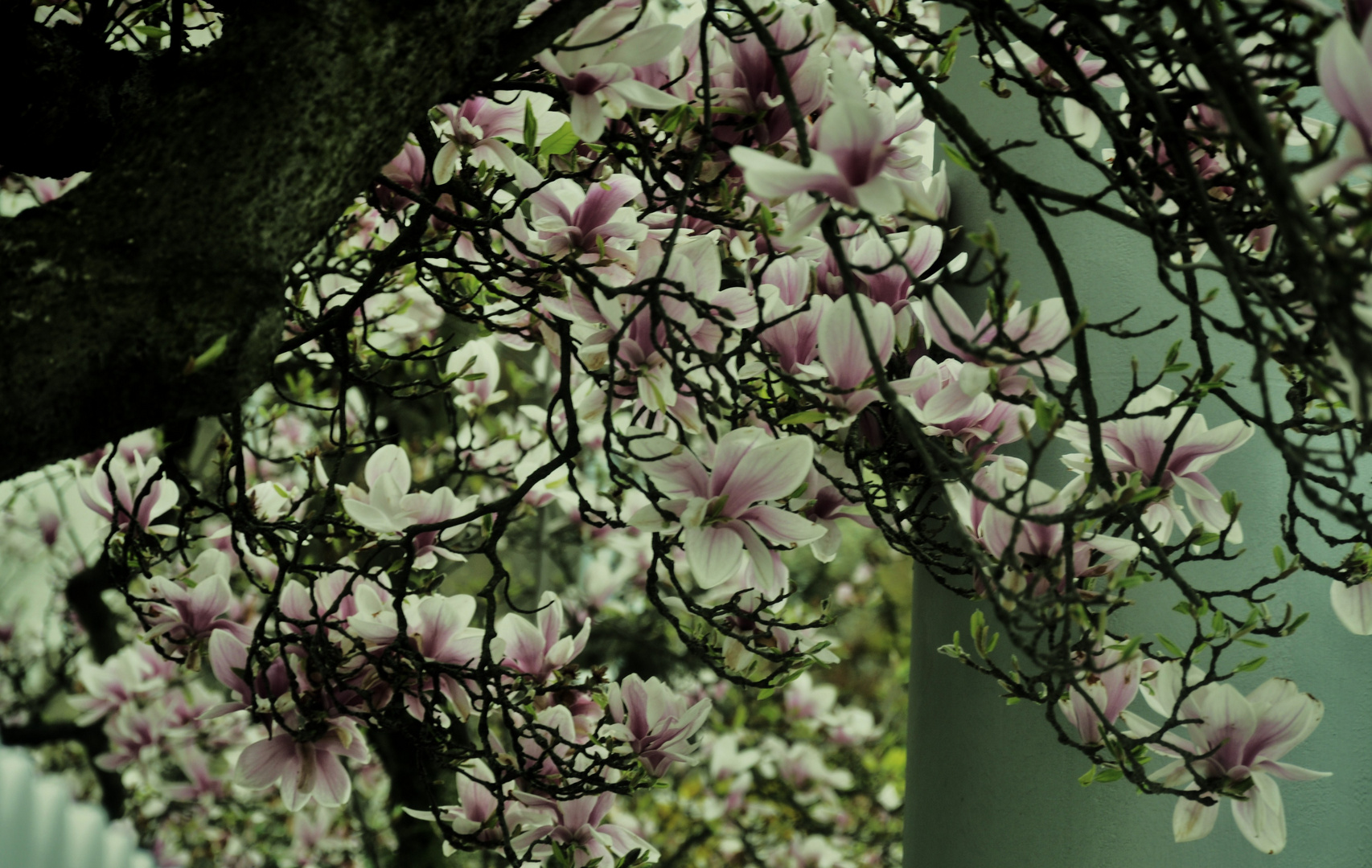 MAGNOLIENZEIT...1