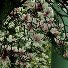 MAGNOLIENZEIT...1