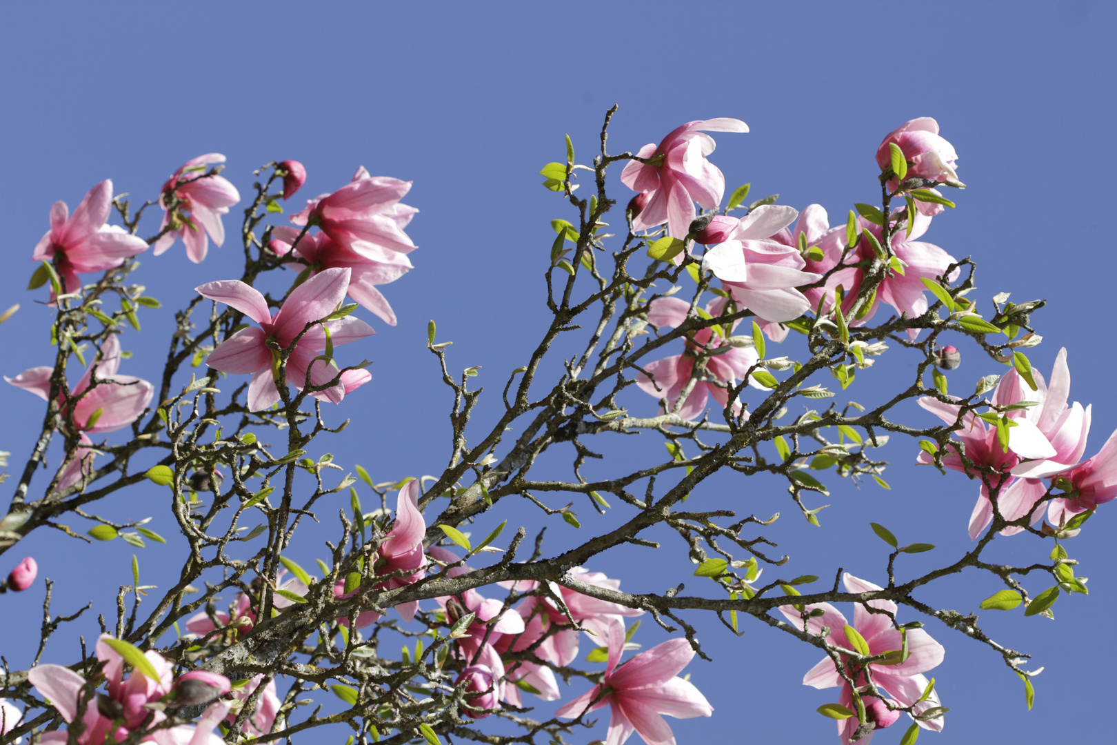 Magnolienzweig