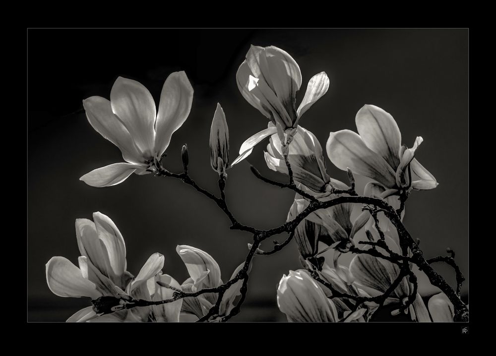 Magnolienzweig