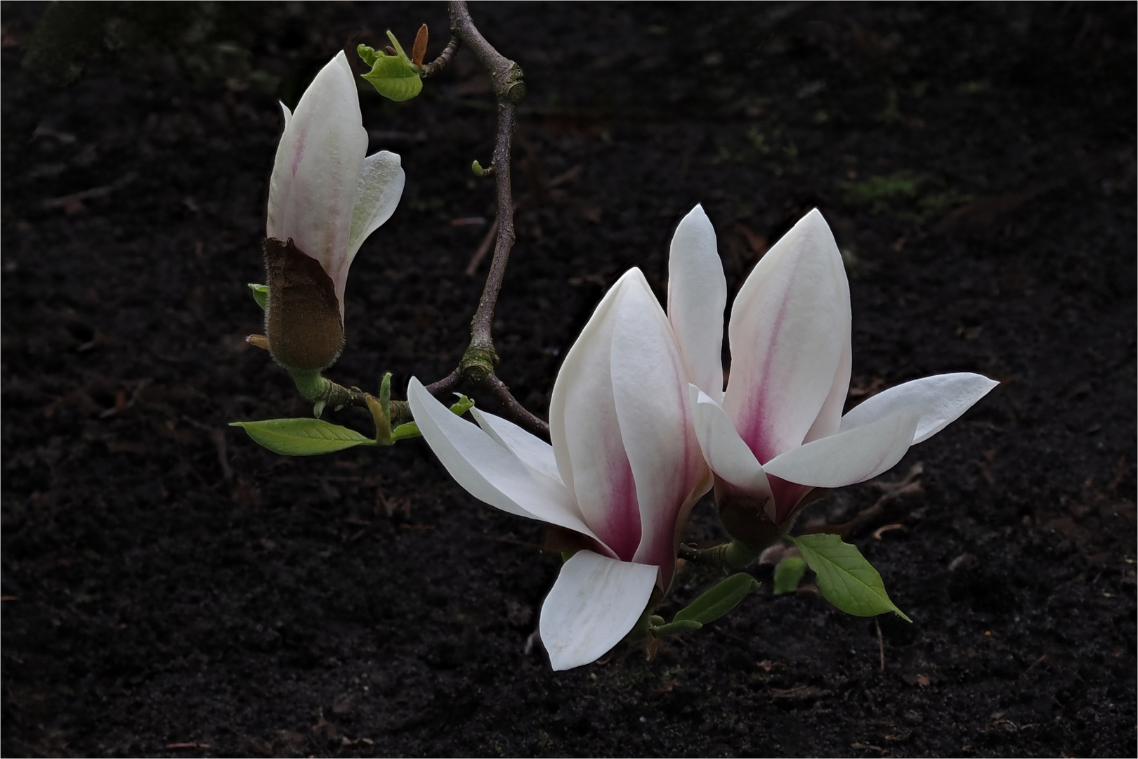 Magnolienzweig  .....