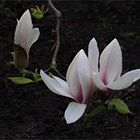 Magnolienzweig  .....