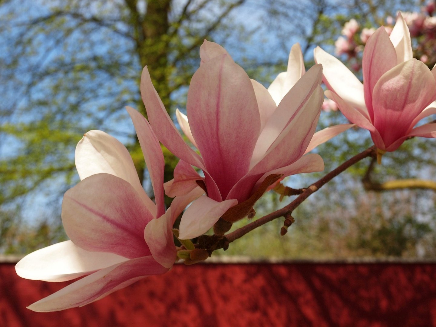 Magnolienzweig