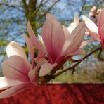 Magnolienzweig