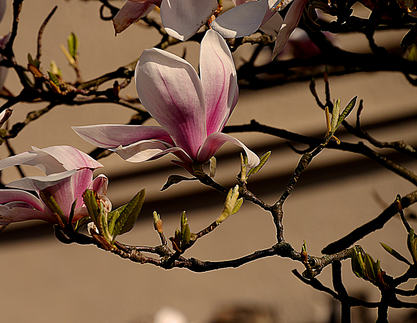 Magnolienzweig