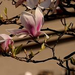 Magnolienzweig