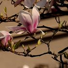 Magnolienzweig