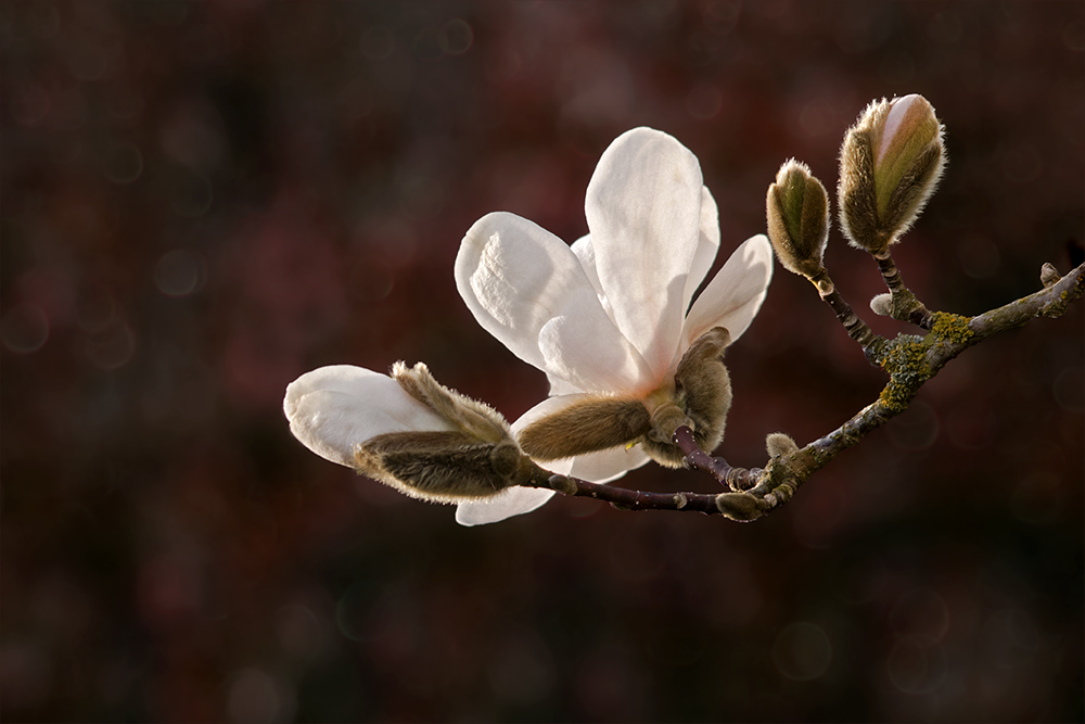 Magnolienzweig