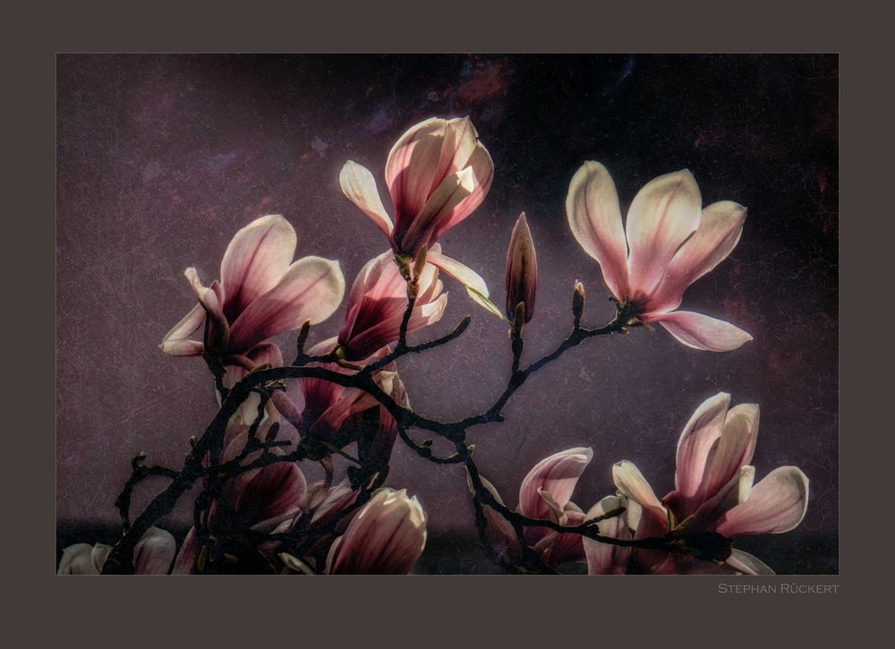 Magnolienzweig in der Abendsonne