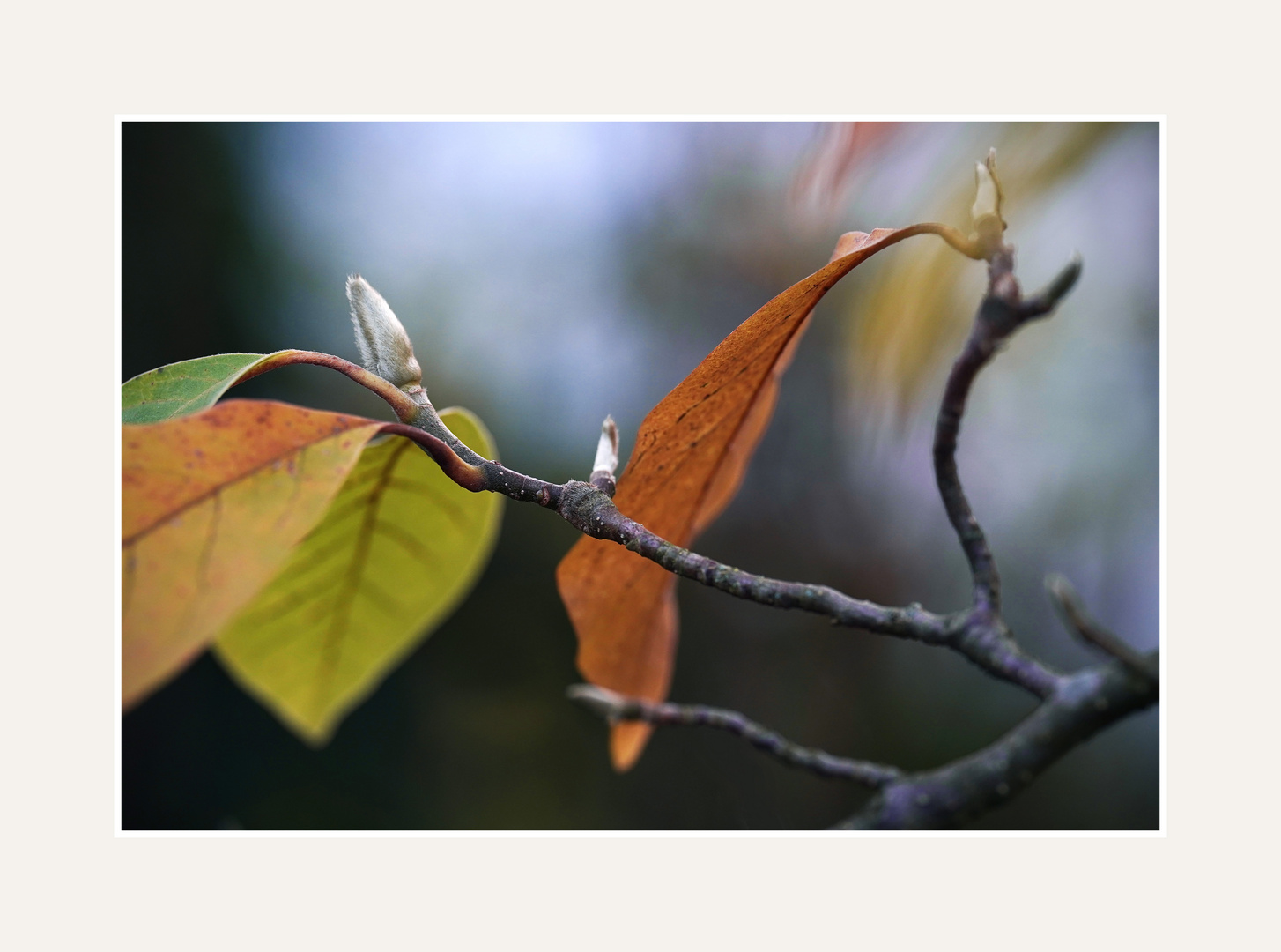 Magnolienzweig in Herbstfarben