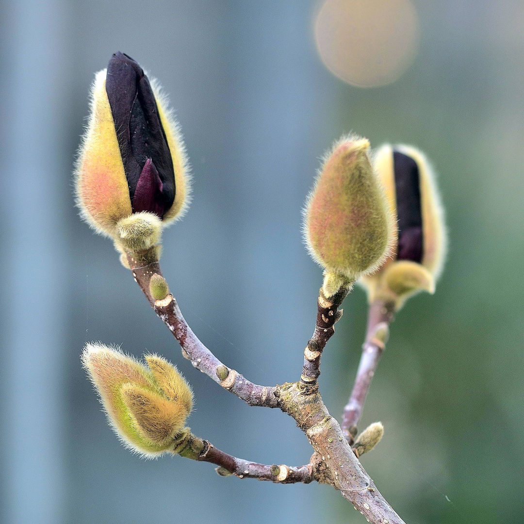 Magnolienzweig mit aufgehenden Knospen