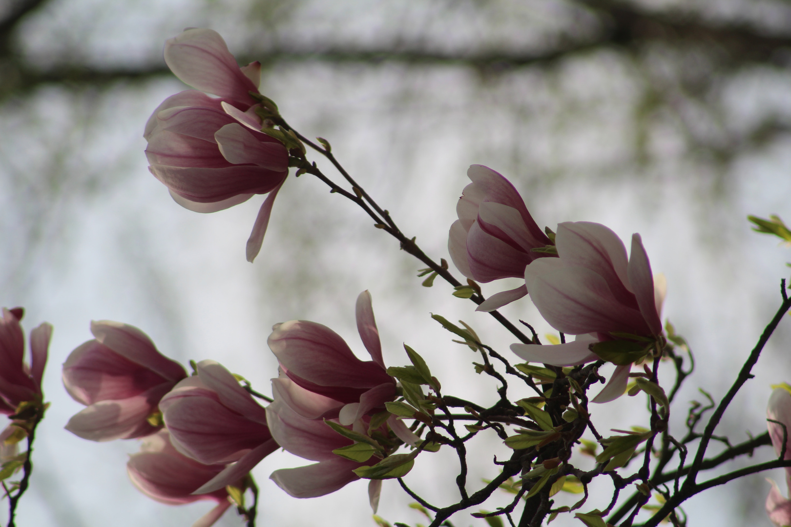 MagnolienZweige