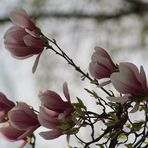 MagnolienZweige