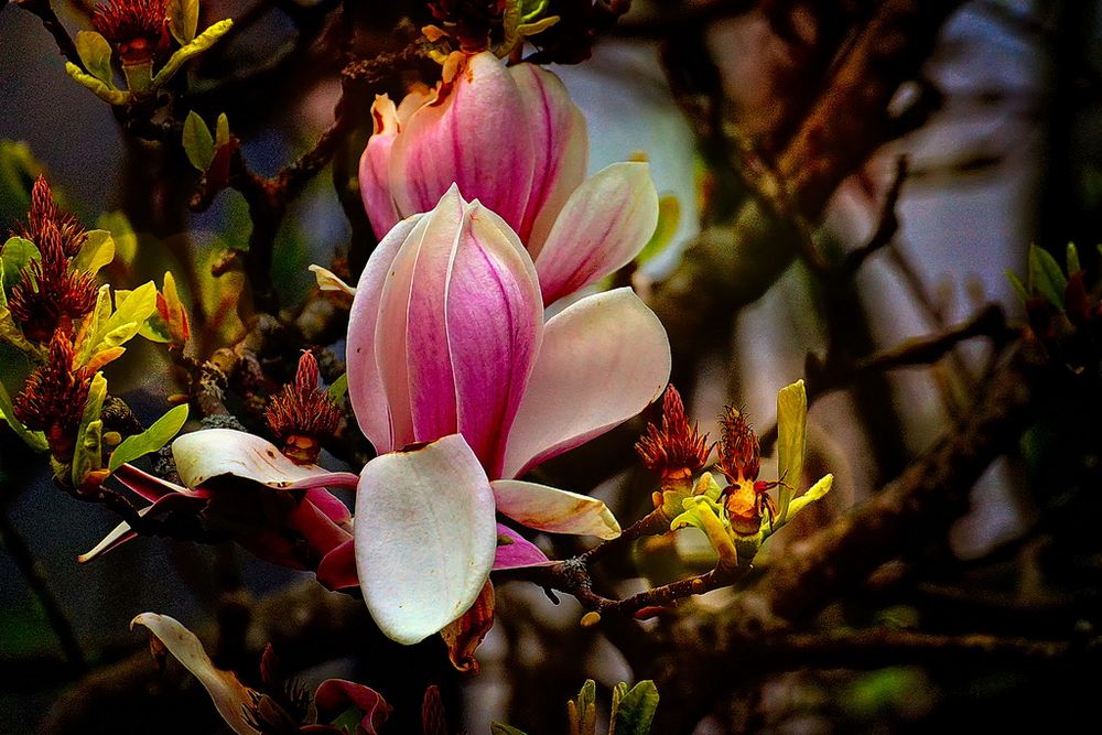 Magnoliien Gruß