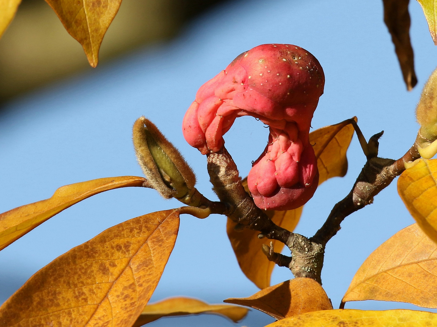 Magnolius Duck geht die Tarnung aus... 