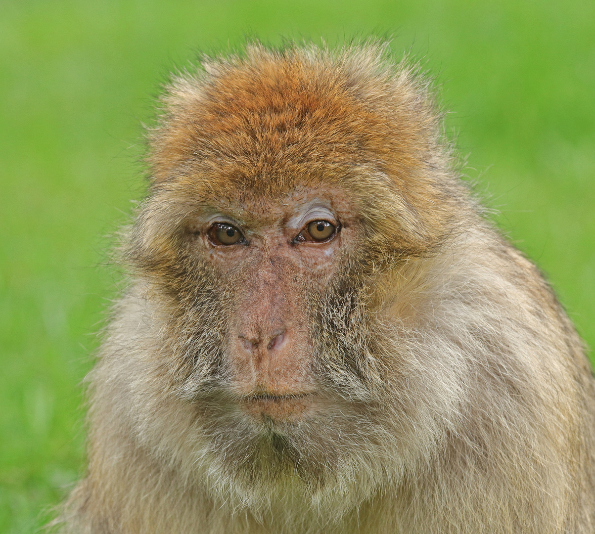 Magot Foto & Bild canon, youth, natur Bilder auf