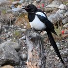 Magpie