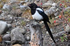 Magpie