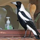 Magpie