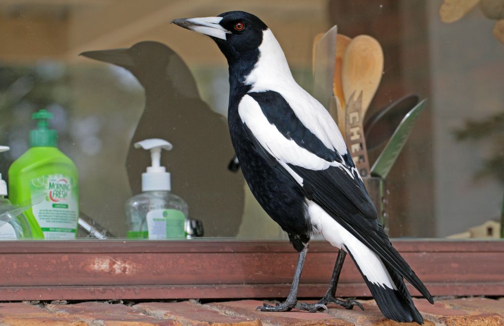 Magpie