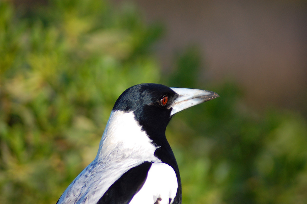 Magpie 2