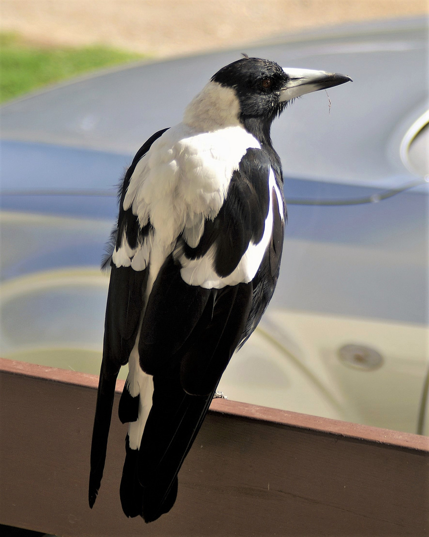 Magpie