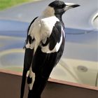 Magpie