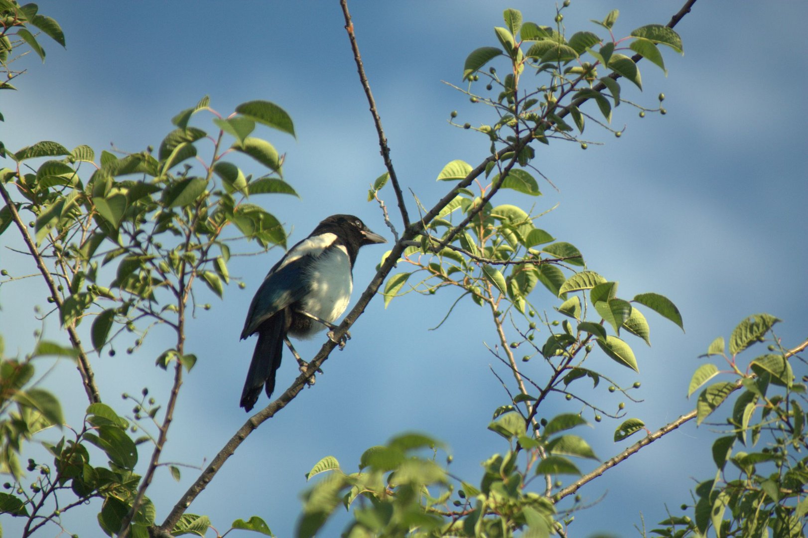 Magpie