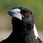 Magpie