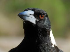 Magpie