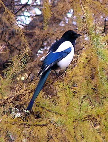 Magpie