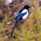 Magpie