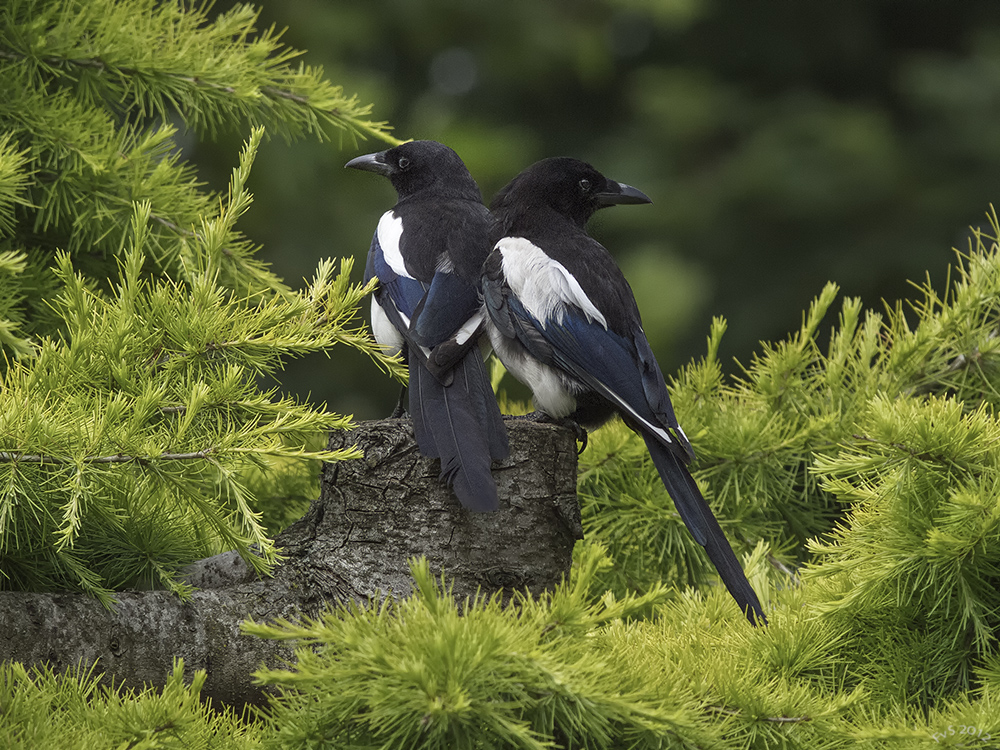 MAGPIE