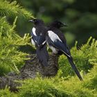 MAGPIE