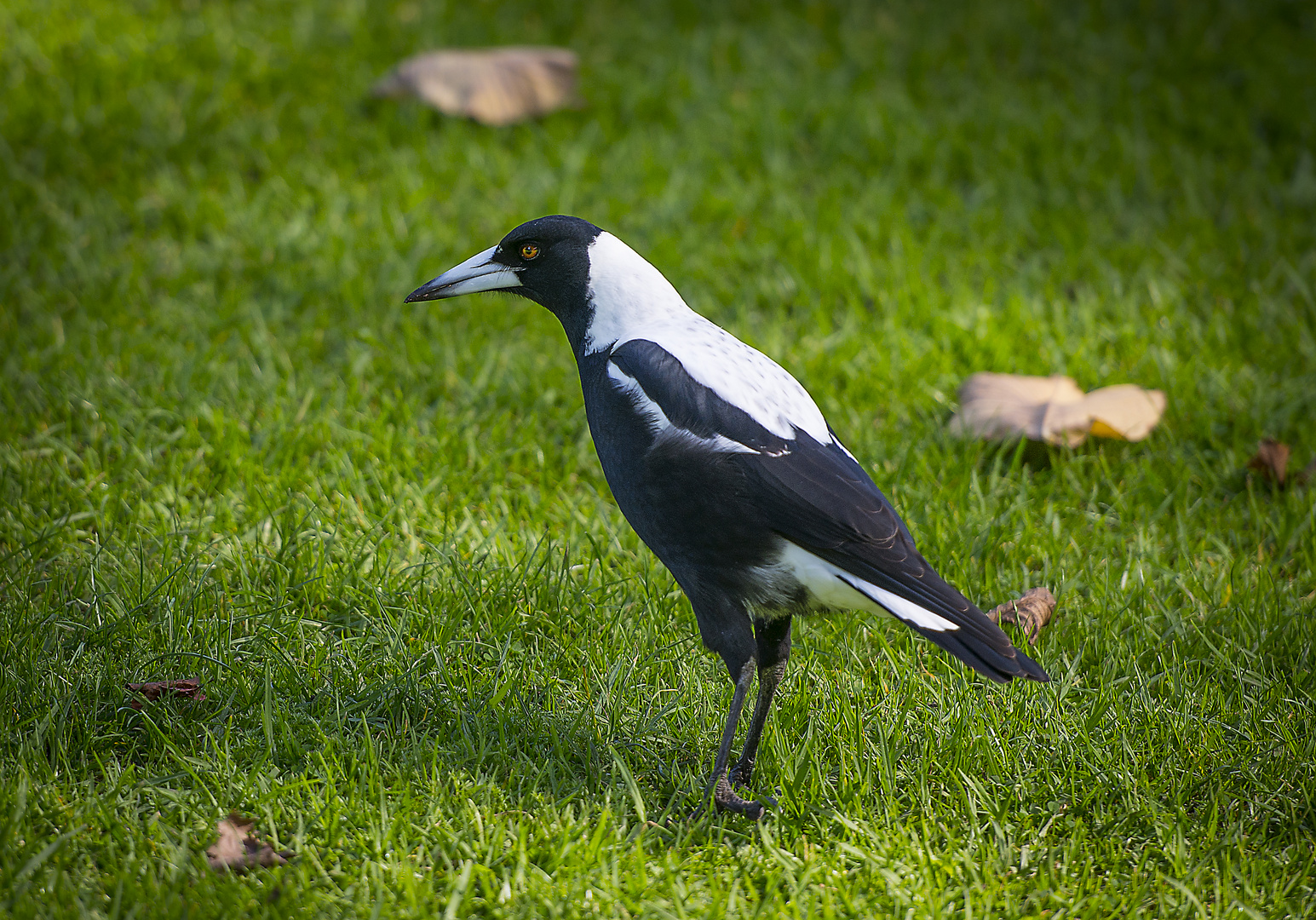 Magpie ( Australische Elster)