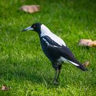 Magpie ( Australische Elster)