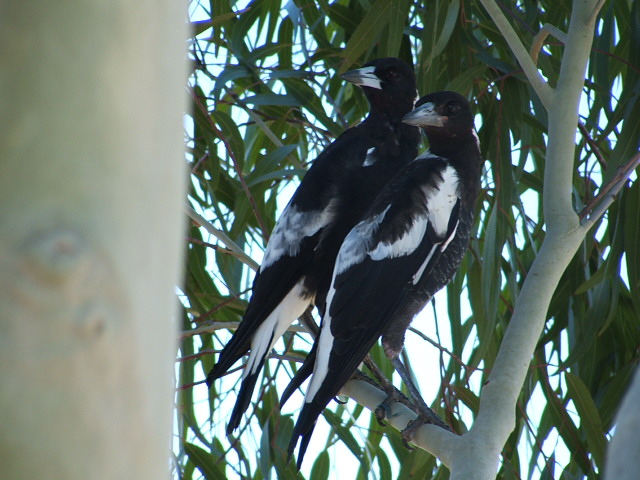 Magpie Babies