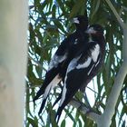 Magpie Babies