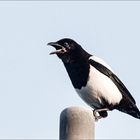 Magpie baby on the roof top