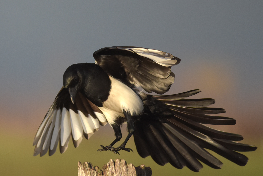 Magpie