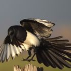 Magpie