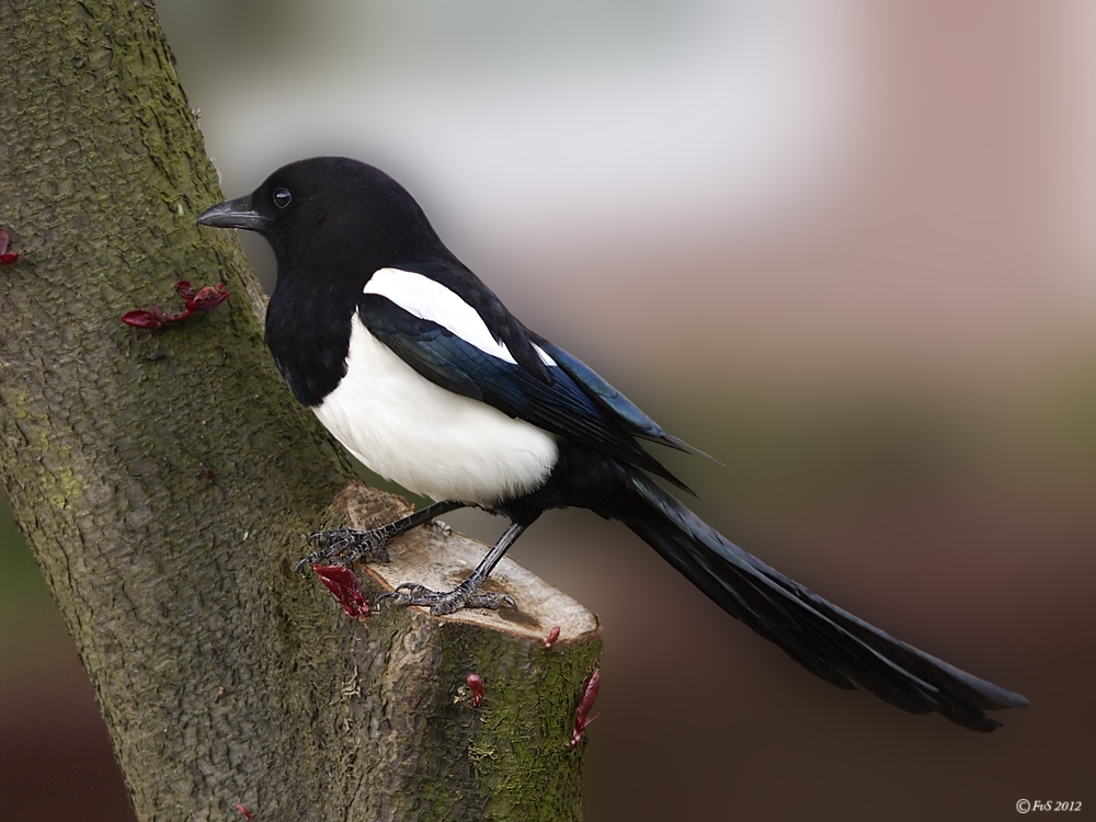 MAGPIE