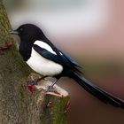 MAGPIE