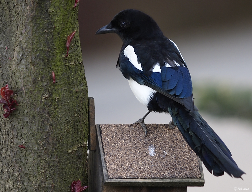 MAGPIE II